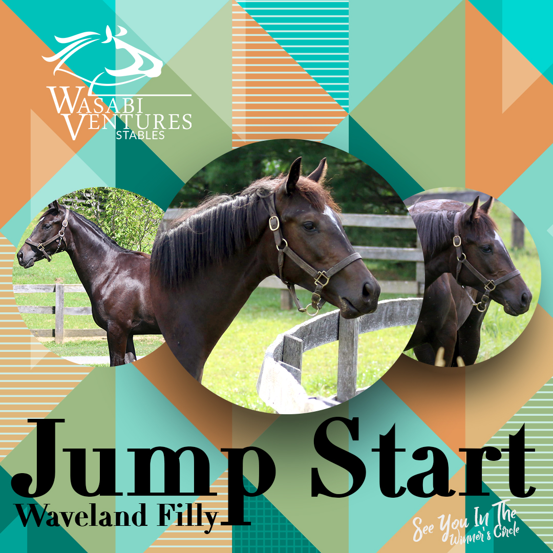 WV Stables Wave Jumper